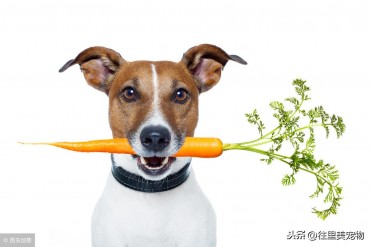 小金毛出门老捡垃圾吃怎么办(狗狗喜欢乱捡东西...