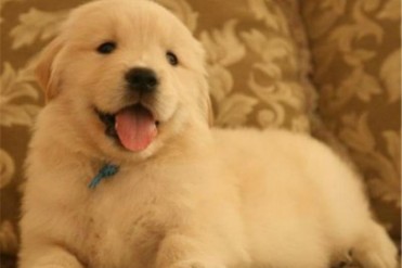 金毛犬多少钱一只(金毛价格多少钱一只呢?金毛...
