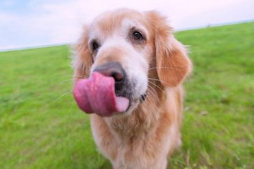北京金毛价格多少钱(纯种金毛犬多少钱一只 不同...