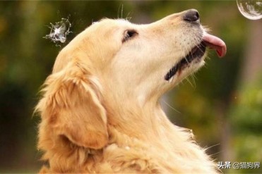 金毛犬怎么养跟训练(训练金毛小窍门,找对方法...