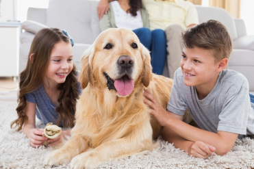 金毛吃什么狗粮好呢(金毛犬吃什么狗粮好?适合...