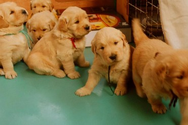 买金毛怎么挑选(金毛犬怎么挑选?看这篇文章就...