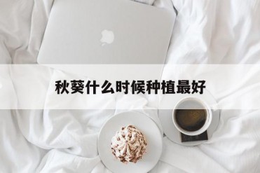 秋葵什么时候种植最好