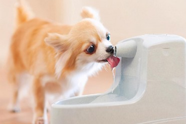金毛幼犬一天喂几次水合适(养狗小知识:狗狗每...