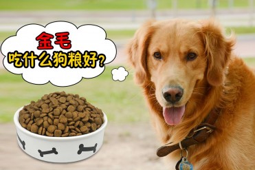 金毛吃天然粮哪种的好(金毛吃哪种狗粮好?)