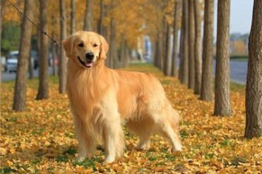 训练金毛的最佳方法(金毛犬怎么训练?金毛的训...