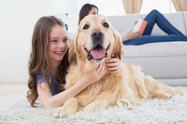 金毛犬性格特征有哪些(你不知道的金毛性格)