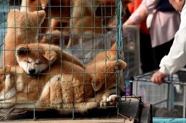 纯种金毛幼犬多少钱一只(不黑不吹!2000元预算...