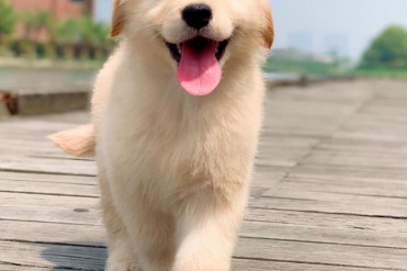 金毛幼犬喂养小常识(如何喂养金毛幼犬,这六个...