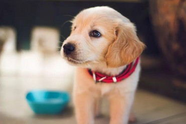 金毛犬要打的针(金毛需要打疫苗?打几针?小编...