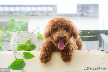 如何正确帮助狗狗分娩,分娩时遇到异常如何处理...