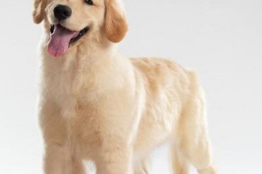 四个月大金毛犬喂养(金毛具体应该怎么喂养?金...