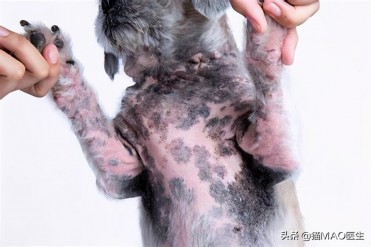 1岁8个月金毛 身上起黑点(犬皮肤出现黑点点以及...