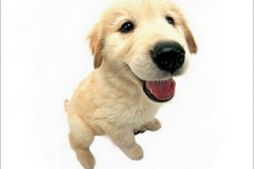 金毛寻回猎犬什么意思(犬种百科之金毛巡回猎犬)