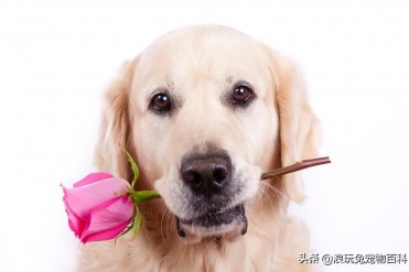 金毛犬训练方法(金毛怎么训练-训练金毛的十种方...