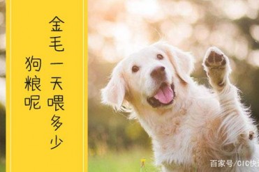 金毛成犬一天吃多少食物(金毛成年犬一天应该喂...