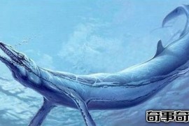 史前第一可怕巨兽 龙王鲸vs巨齿鲨谁才是最厉害的