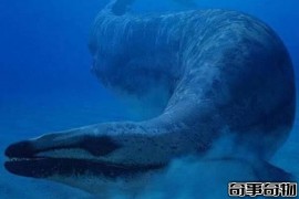 鲸的始祖 始祖鲸 没有呼吸孔（体长可达21米）