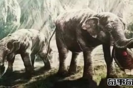 板齿象灭绝的原因 生存环境发生巨变（草原取代森林）
