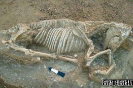 秦始皇祖母陵惊现一物 确认为已灭绝新物种遗骸
