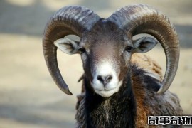 野生羊的祖先 欧洲盘羊（被人类驯养几千年 与狼祖先是亲戚）
