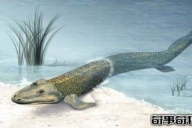 潘氏鱼是人类的祖先 海陆动物的过渡物种（3.8亿年的鱼）