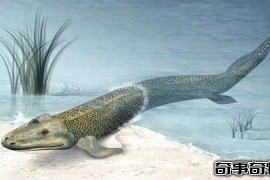 提塔利克鱼是人类祖先 鱼类及两栖类间的物种（已灭绝）