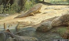 地球上最早的两栖类动物 鱼石螈（使人类可以呼吸...