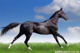 长跑耐力比较强的动物 马很适合长跑(肌肉发达)