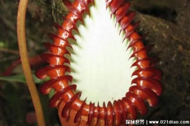 世界十大吃人植物 圈人树高3~4米(会伤害人)