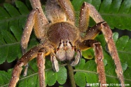 毒性很大致死率并不高的蜘蛛 巴西漫游蜘蛛(比较危险)
