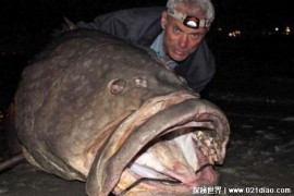 善于潜伏的一种淡水鱼 巨型水虎鱼体长18米(捕猎技术高)