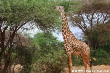 世界上最高的动物 长颈鹿身高达5.5米(以树叶为食)