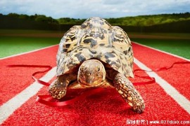  6分钟可以爬完100米的乌龟 贝尔蒂爬行速度快(知名度很高)