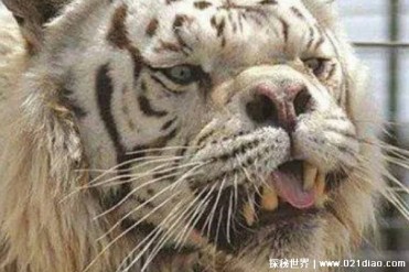 世界最丑老虎 面容狰狞五官丑陋(短鼻牙齿突出)