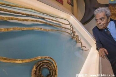 世界上最长的指甲 指甲长度超过公交车(66年没剪过)