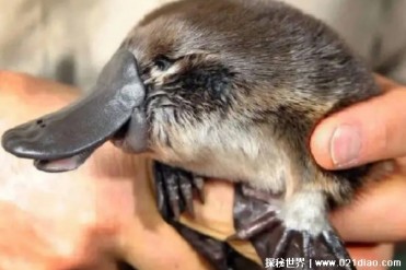 世界上最原始的哺乳动物 2500万年前就已经出现(...