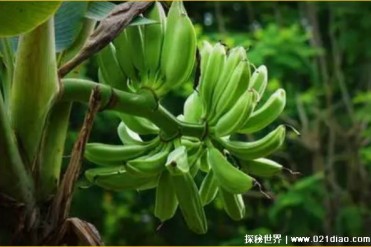 世界上最高的水果树 最高达到25米高(芭蕉树)