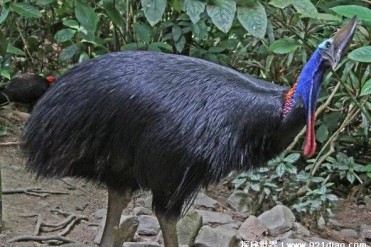 世界上最凶鸟类 曾一脚踢死过人(鹤驼)