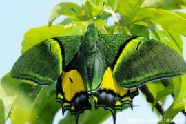 通过人工保育技术孵化出的昆虫 金斑喙凤蝶(比较珍贵)