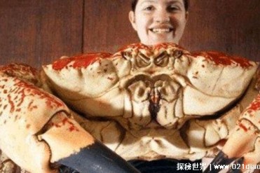 世界上最重的螃蟹 重量达到72斤(又名巨大拟滨蟹)