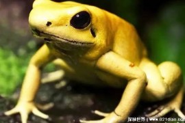 毒素能让10个成年人死亡的青蛙 黄金箭毒蛙(含有剧毒)