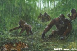  一种超大型的猿猴类 步氏巨猿高达到了三米(已经灭绝)