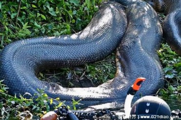 世界上最大的蛇 粗如成年男子躯干(亚马逊森蚺)
