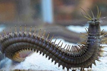 世界上最大的博比特虫 体重达到一斤(博比特虫)