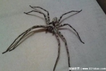 世界上最大的毒蜘蛛 直径25厘米/重230克(蜢蜘)