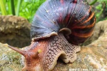 世界上最大的蜗牛 体重达到900克(非洲大蜗牛)