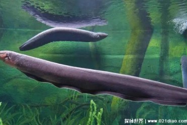 世界上发电能力最强的动物 电鳗(使人瞬间昏迷)