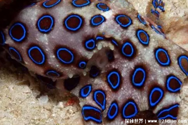 海底最毒章鱼 一只章鱼可杀26名成年人(毒性强)