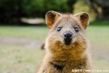 世界上最小的袋鼠 体重不超过4.5公斤(短尾矮袋鼠)